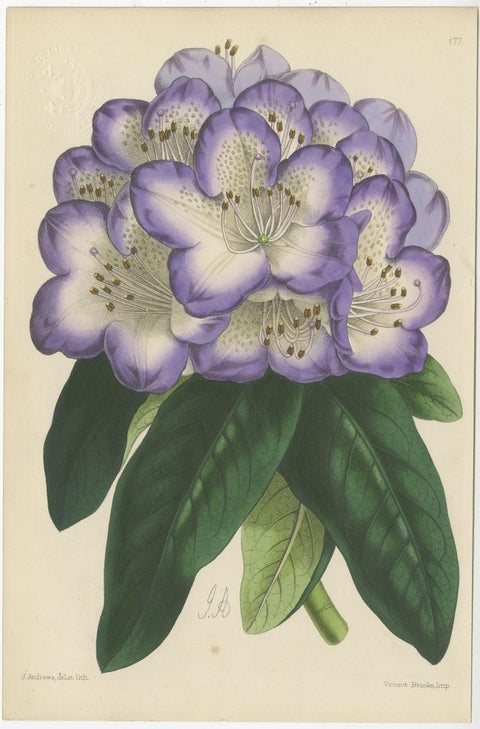 Set of 4 Antique Botany Prints, Purple, by Brooks 'c.1870', view 4