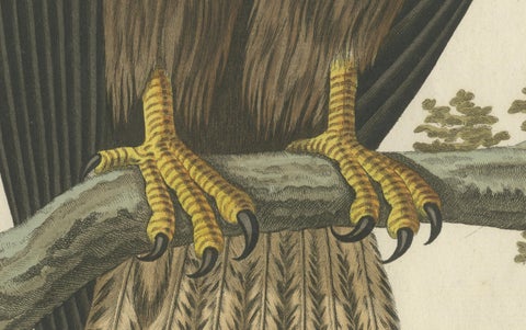 The Young Bald Eagle, Antique Dutch Ornithological Engraving, 1770s, close-up 2