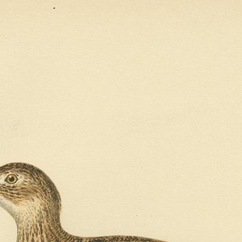Antique Bird Print of the Little Bustard by Von Wright, 1929, close-up 1