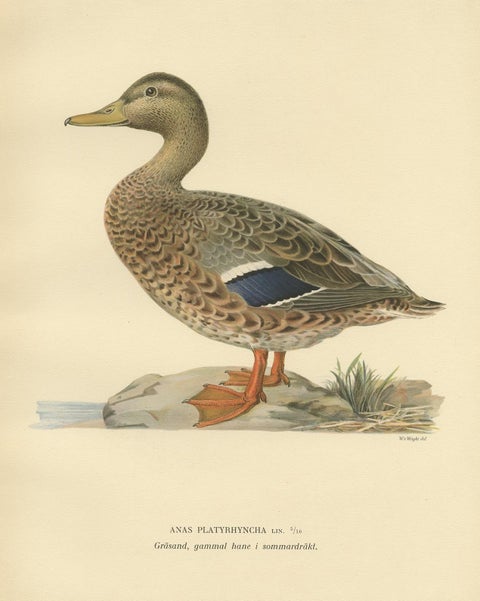 Antique Bird Print of a Female Domestic Duck by Von Wright, '1929', view 3