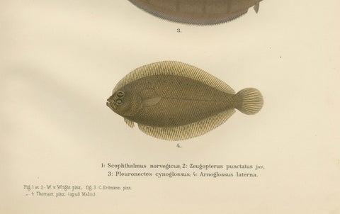 Norwegian Topknot, Spotted Flounder and Scaldfish - Graceful Flatfish Lithograph, close-up 1