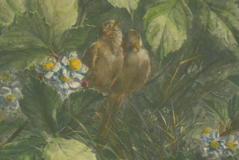 Sparrows Amidst Blackberry Bushes - Vintage Giacomelli Ornithological Print, close-up 1