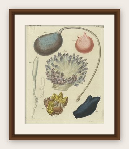 Antique Print of Various Molluscs Including the Boltenia Ovifera, shown framed