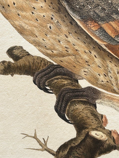 Strix Flammea, Antique Barn Owl Print by Nozeman & Sepp, 1829, view 8