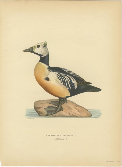 Antique Steller’s Eider Duck Lithographs, Male and Female Pair, Sweden 1929, view 2