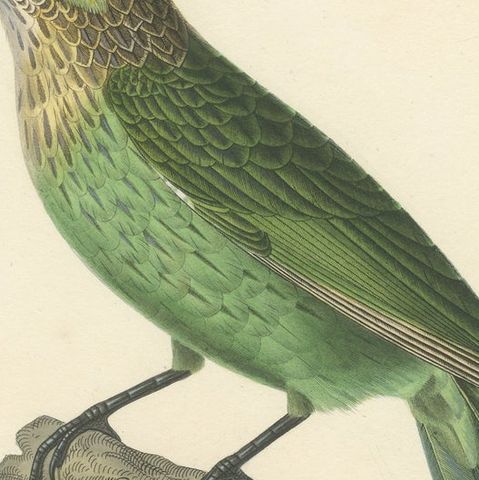 19th Century Ornithological Illustration of the Streaked Barbet (Barbu grivelé), close-up 6