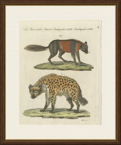 Cross Fox and Spotted Hyena, Antique Bertuch Print, Vienna, circa 1812, shown framed