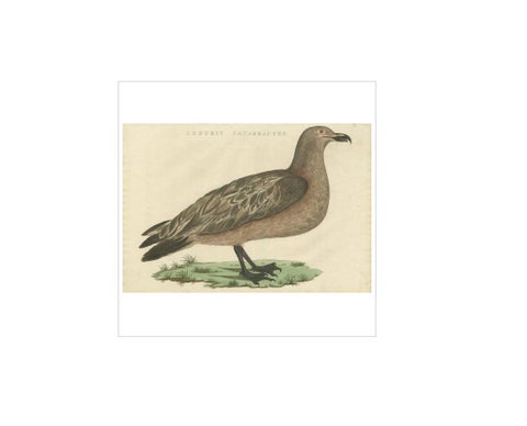 Antique Bird Print of the Great Skua by Sepp & Nozeman, 1829, view 2