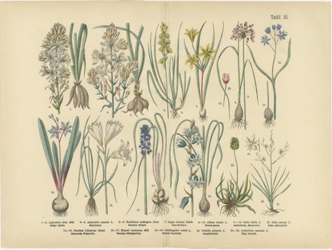 Antique German Botanical Atlas Plates, Tafel 15–16, Bulb Flowers, 1885, view 3
