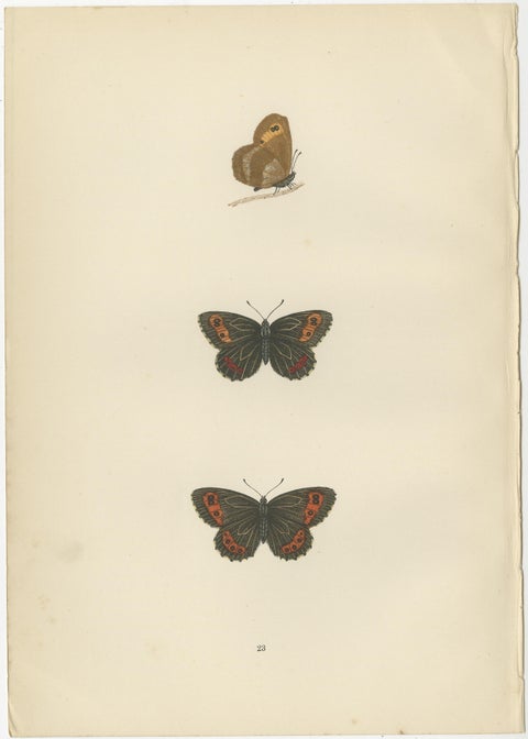 Victorian Era British Lepidoptera: A Hand-Colored Legacy, 1890, view 3