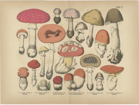 Fly Agaric & Chanterelle Mushrooms, Antique Botanical Lithograph Set, 1885, view 5