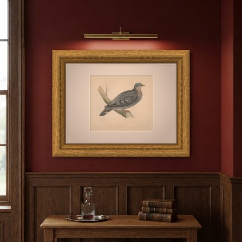 Stock Dove Perched on a Forked Bough, Antique Bird Print, Morris, 1896, shown framed on a wall