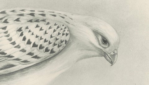 Antique Greenland Gyrfalcon Bird Print by Lilian M. Medland, circa 1908, close-up 4