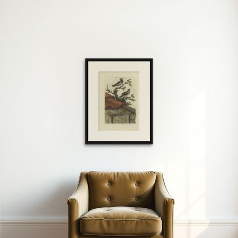 Antique Bird Print of House Sparrows by Sepp & Nozeman, 1770, shown framed on a wall