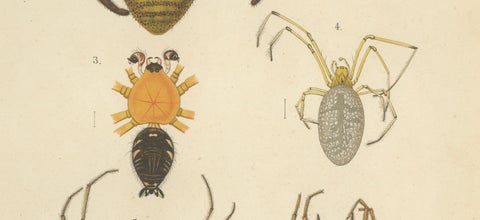 Antique Print of Sumatran Spiders, Orb Weavers & Jumping Spiders, c.1887, close-up 3