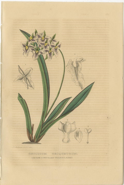 Orchid & Cotton Elegance: A Botanical Legacy in Bloom - Old Engravings of 1845, view 2