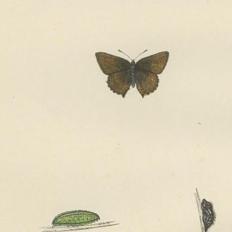 Triptych of Lepidoptera Elegance: Hand-Coloured Butterflies Published in 1890, close-up 1