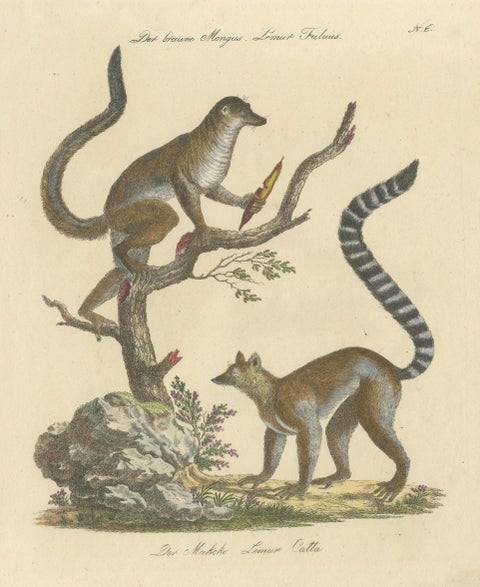 Antique Ring-Tailed Lemur Lithograph by Karl Joseph Brodtmann, 1816, close-up 1