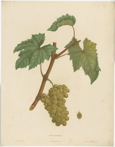 Rare Original Antique Lithograph of the Jouannen Grape Variety, 1890, view 2