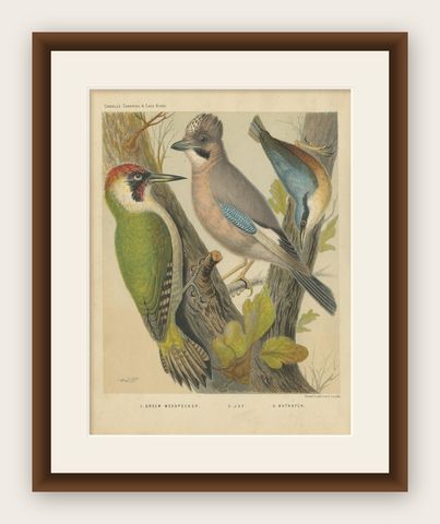 Antique Bird Print of the Green Woodpecker, Jay, Nuthatch, 'circa 1880', shown framed