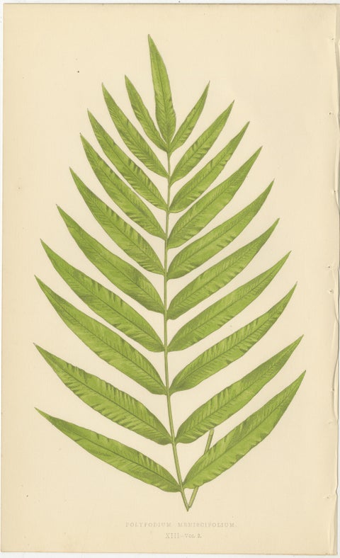 Rare Victorian Tropical Fern Lithograph Collection by E.J. Lowe, 1856, view 2