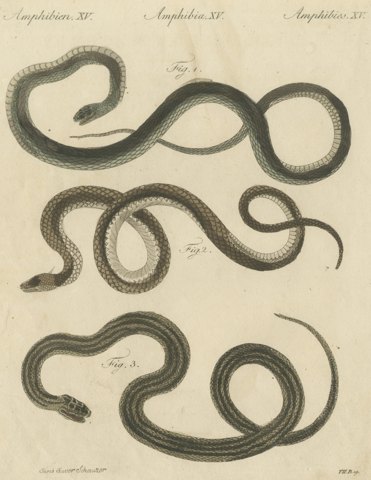 Three Slender Snakes, Antique Bertuch Print, Vienna, circa 1805