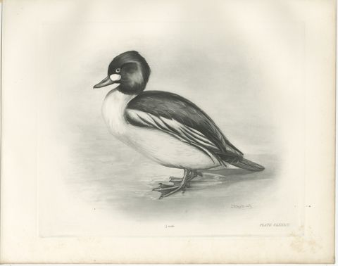 Goldeneye, Antique Bird Print after Lilian Medland, circa 1909, view 2