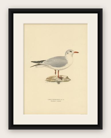 Antique Bird Print of the Black-Headed Gull 'Winter' by Von Wright, 1929, shown framed