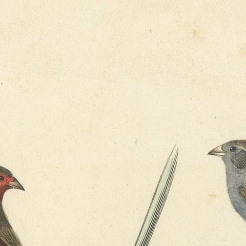 Ornithological Splendor: The Senegal Firefinch and Bengalese Finch Birds, 1837, close-up 5