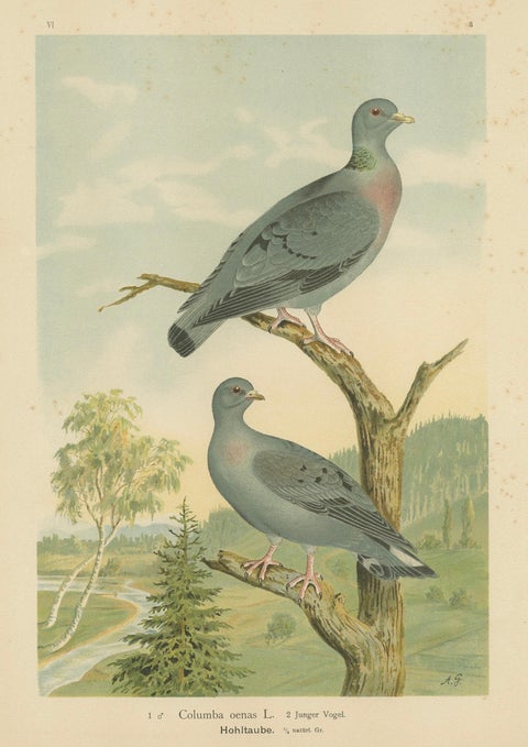 Wood Pigeons in a Spring Landscape, Elegant Antique Bird Chromolithograph, 1880, close-up 1