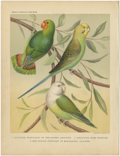 Antique Bird Print of Red-Headed Love-Bird, Undulated Grey-Headed and Parakeet, view 4