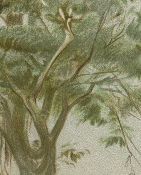 South African Giraffes, Antique Safari Chromolithograph, 1894, view 7
