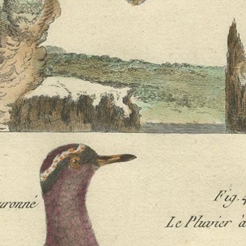 Hand-Colored Engraving of Plovers and Lapwings from Histoire Naturelle, 1790, close-up 5