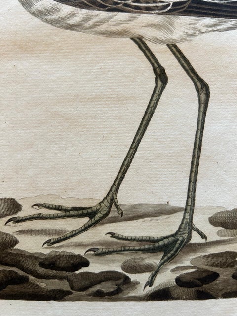 Antique Bird Print of the Green Sandpiper by Sepp & Nozeman, 1809, view 8