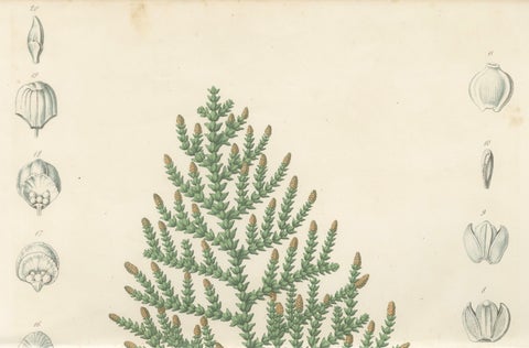 Antique Botanical Lithograph, Thuopsis Dolabrata, Siebold Zuccarini, 1856, close-up 2