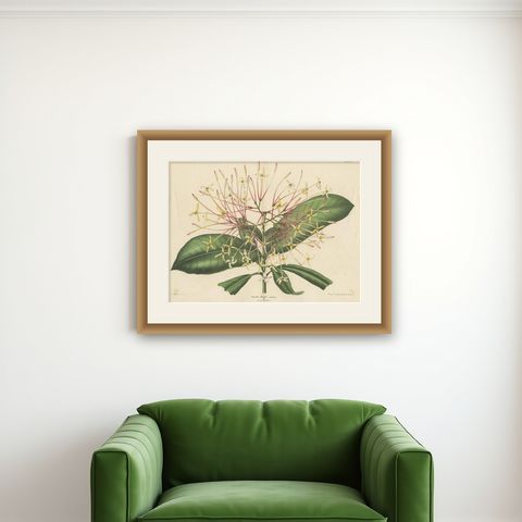 Antique Botany Print of the Ixora Hookeri Plant by Oudemans, circa 1865, shown framed on a wall