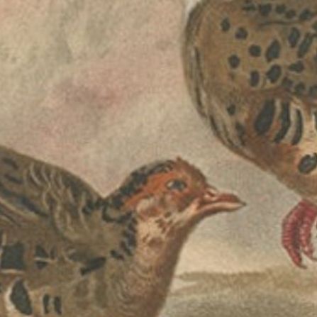 Antique Bird Print of The Painted Bush-quail by Hume & Marshall, 1879, close-up 2