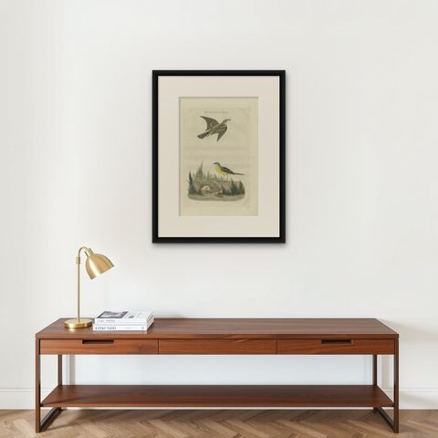 Beautiful Hand-Colored Antique Bird Print of the Western Yellow Wagtail, 1789, shown framed on a wall