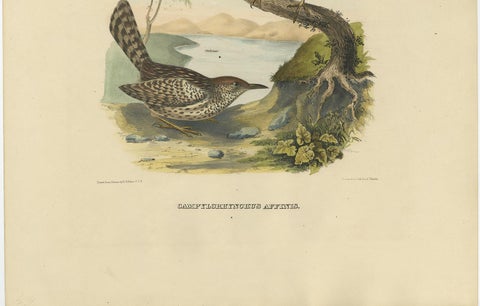 Two Allied Wrens Antique Bird Print Made after D.G. Elliot, 1869, view 4
