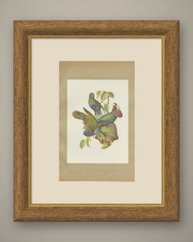 Amazon Parrots, Brazilian Bird Print, Descourtilz, 1944, shown framed