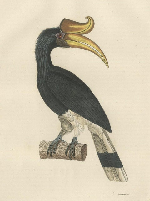 Amazing Original Bird Print of the Rhinoceros Hornbill, close-up 2