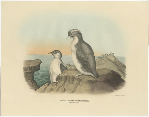 Spectacular Antique Bird Print of an Adult and Young Temminck's Auk, 1869, view 2