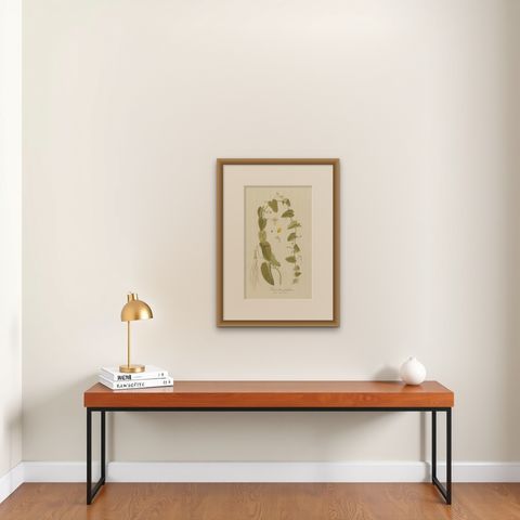 Antique Botany Print of a Trichosanthes Species by Von Jacquin, circa 1781, shown framed on a wall