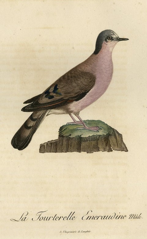 Original Handcolored Bird Print of a Male Turtle Dove, 1801, close-up 1