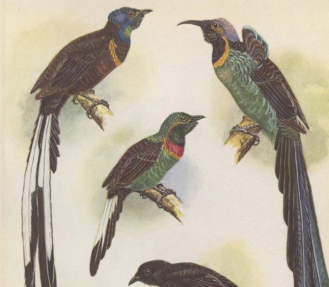 Antique Print of the Green-Breasted Sickle Bill Bird and Others '1950', view 2