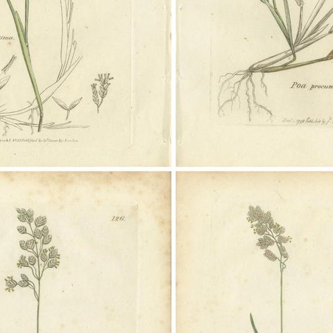 Set of 8 Antique Botanical Prints, Poa Grasses: Meadowgrass & Bluegrass ca.1830, close-up 2