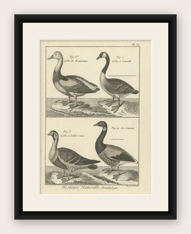 Antique Bird Print of Various Geese by Bonnaterre, '1790', shown framed