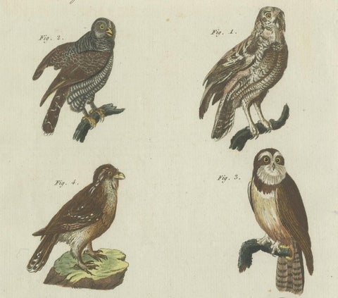 Antique Print of various Owls including the Little Owl, close-up 2