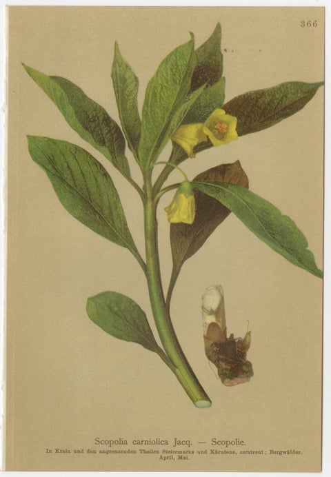Set of 8 Antique Alpine Botanical Chromolithographs, Atlas der Alpenflora 1897, view 6