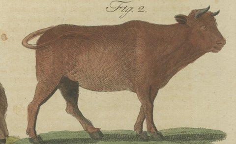 Antique Yak, Indian Cattle, Buffalo & Musk Ox Engraving, Bertuch, 1796, close-up 6